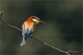 <p>VLHA PESTRÁ (Merops apiaster) jižní Morava ----- /European bee-eater - Bienenfresser/</p>